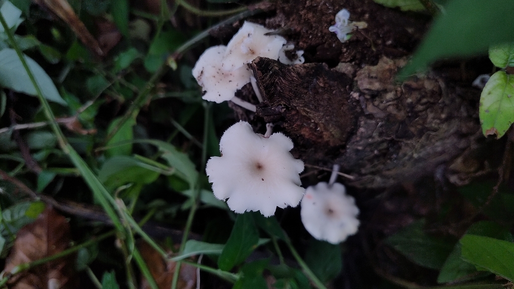 Lentinus flexipes · December 2025 · photo: © biomartita (iNaturalist, cc-by)