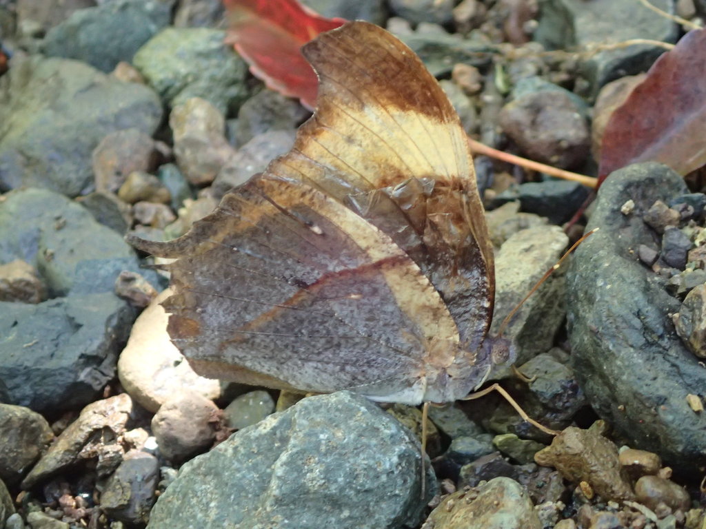 Melanitis atrax
