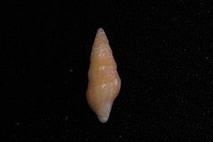 Turridae