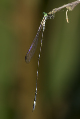 Perilestes kahli