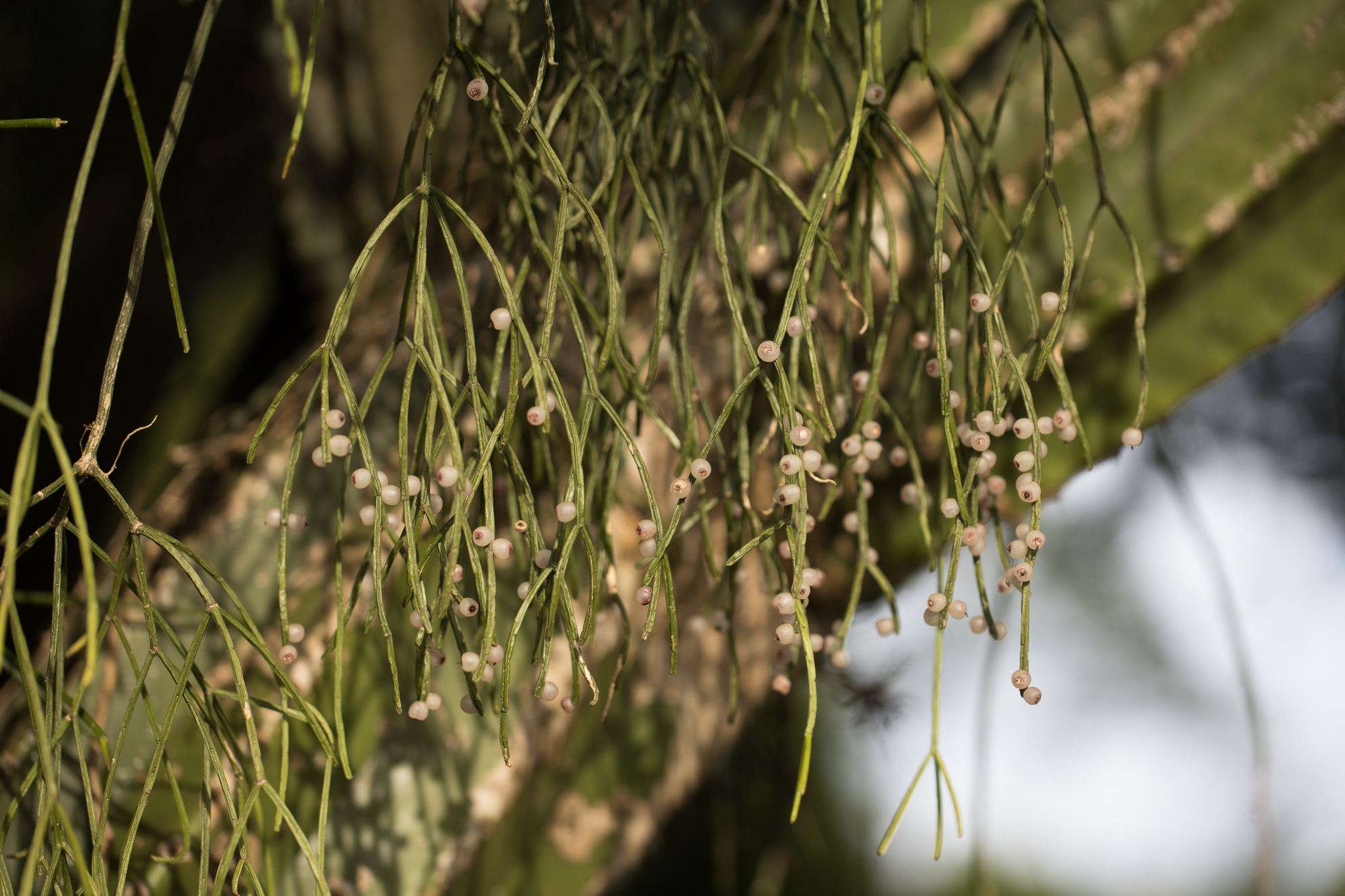 Rhipsalis teres