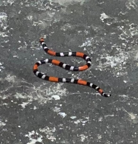 Pernambuco Coral Snake