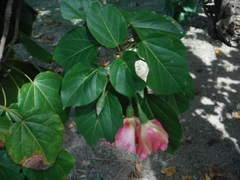 Thespesia grandiflora