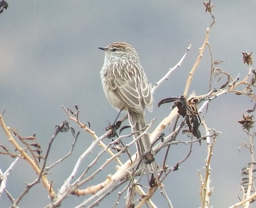 Streak-backed Tit-Spinetail (Leptasthenura striata), photo 8