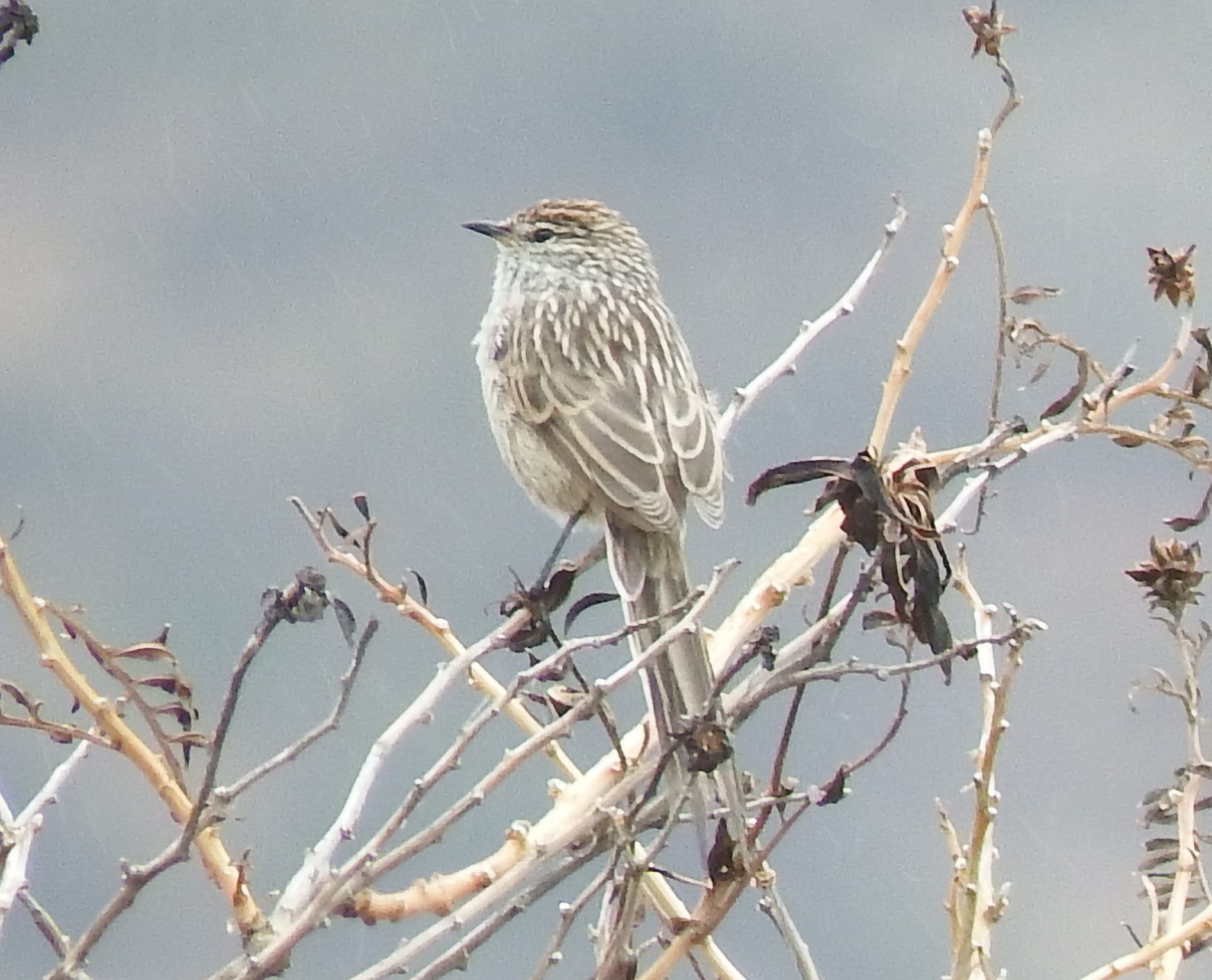 Streak-backed Tit-Spinetail (Leptasthenura striata), photo 8