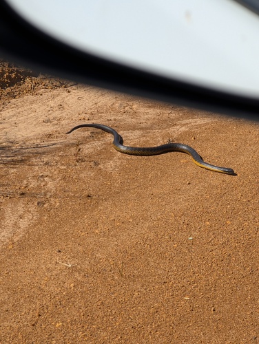 Western Tiger Snake sighting