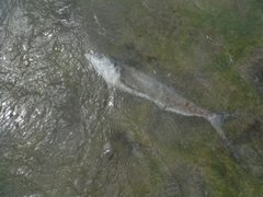 Sphyraena borealis