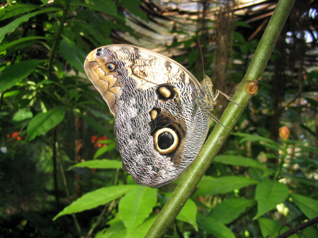 Pale Owl Caligo telamonius (C. & R. Felder, 1862)