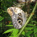 Mariposa Búho Pálido - Photo (c) Jan Meerman, algunos derechos reservados (CC BY-NC), subido por Jan Meerman