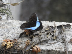 Tanaecia calliphorus