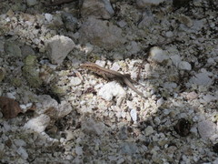 Pholidoscelis fuscatus