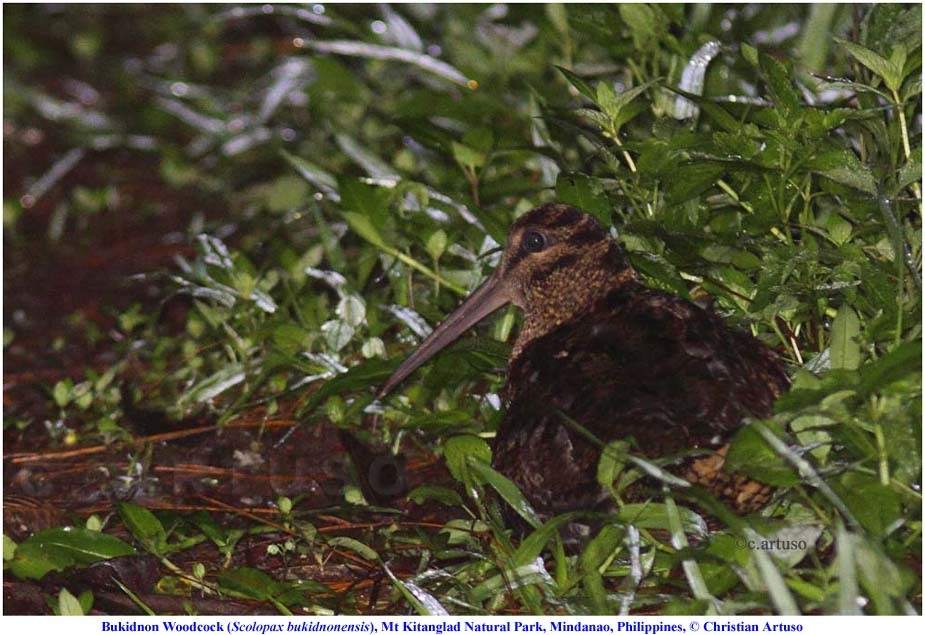 Bukidnon Woodcock illustration