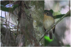 Ficedula luzoniensis