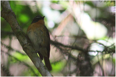 Ficedula luzoniensis