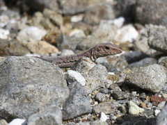 Pholidoscelis fuscatus