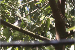 Ficedula westermanni