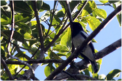 Malindangia mcgregori