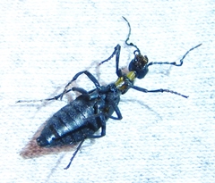 Meloe campanicollis