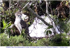 Pithecophaga jefferyi