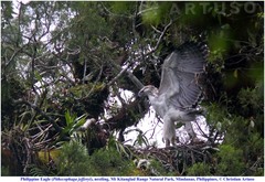 Pithecophaga jefferyi