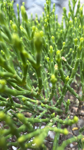 Cypress hebe (Veronica cupressoides)