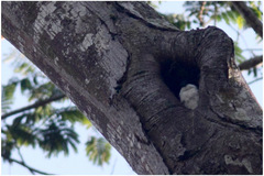 Microhierax erythrogenys