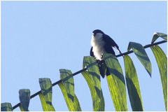 Microhierax erythrogenys