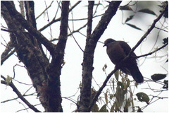 Phapitreron leucotis