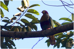 Ptilinopus occipitalis
