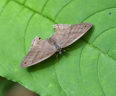 Cissia pompilia