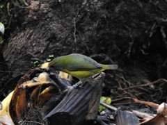 Euphonia hirundinacea