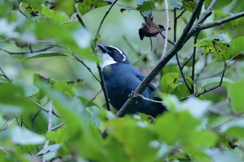 White-throated Jay (Cyanolyca mirabilis)