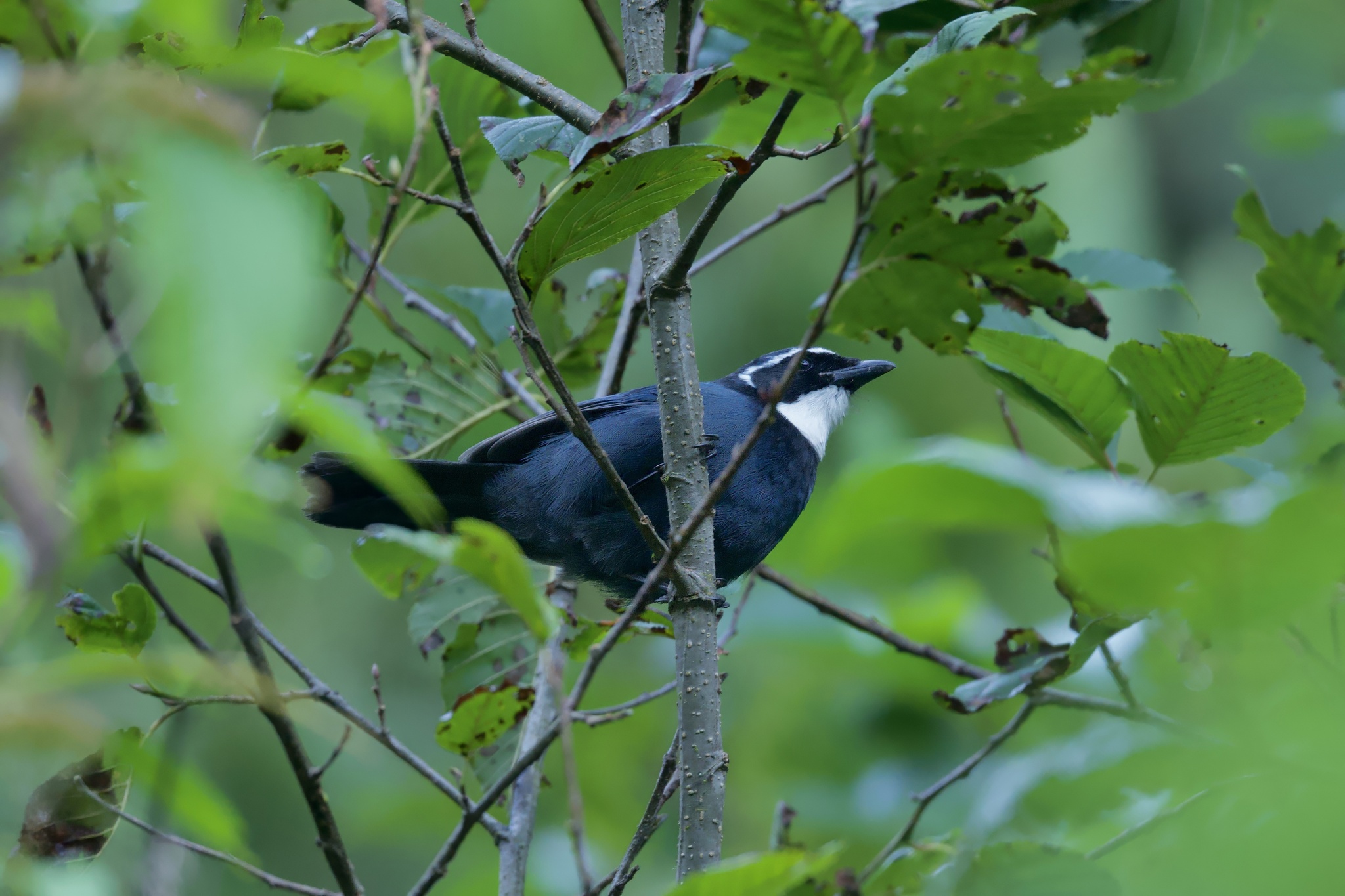 White-throated Jay (Cyanolyca mirabilis), photo 2