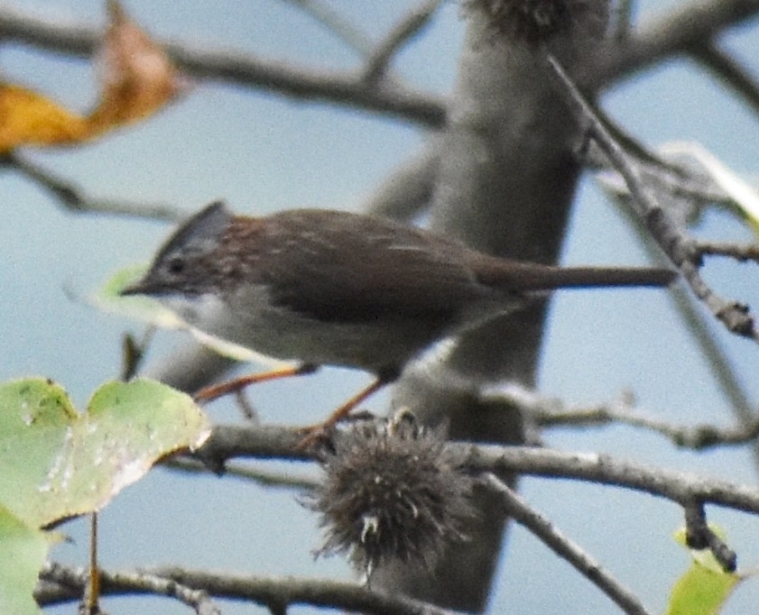 Indochinese Yuhina