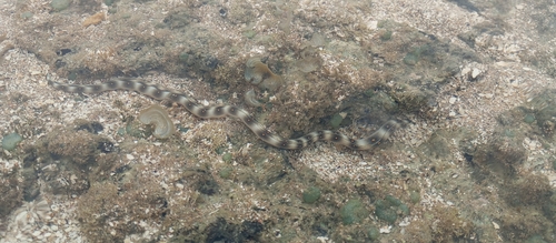 Myrichthys ocellatus