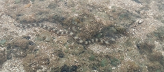 Myrichthys ocellatus