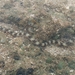Myrichthys ocellatus