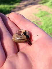 Helminthoglypta traskii