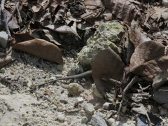 Pholidoscelis fuscatus