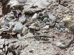 Pholidoscelis fuscatus