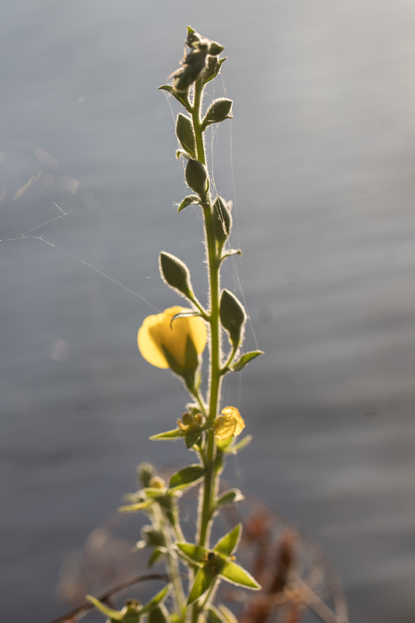 Crotalaria tweedieana