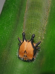 Dynastor darius stygianus