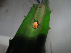 Dynastor darius stygianus