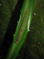 Dynastor darius stygianus