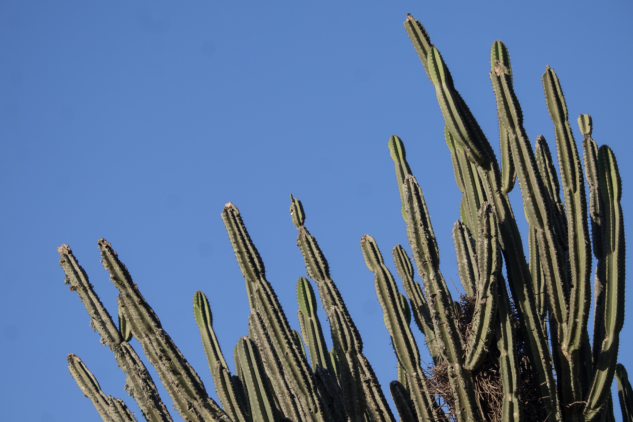 Cereus hildmannianus