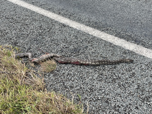 Coastal Carpet Python sighting