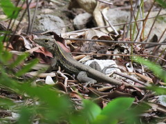 Pholidoscelis fuscatus