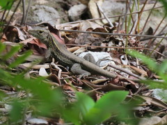Pholidoscelis fuscatus
