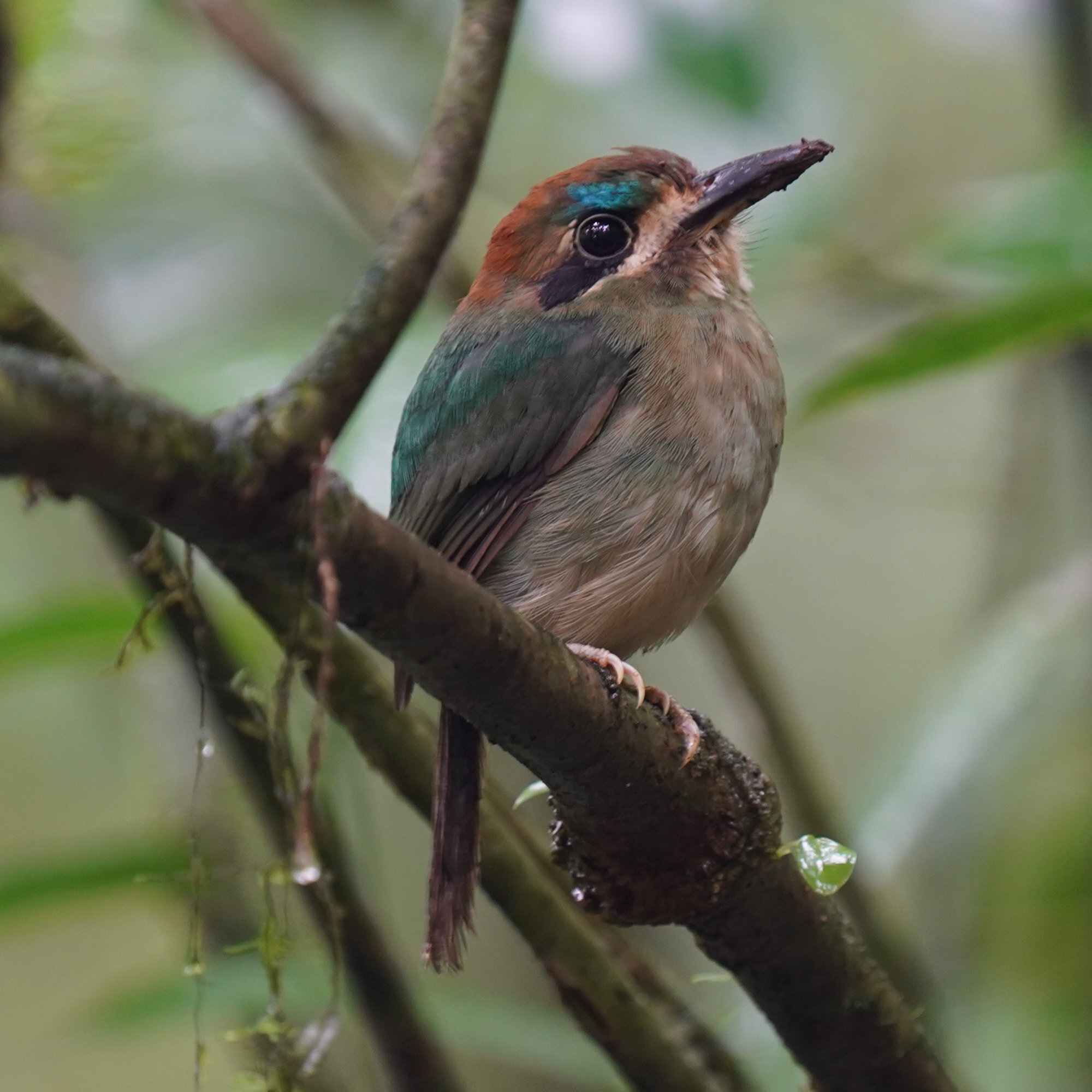 Tody Motmot (Hylomanes momotula), photo 7
