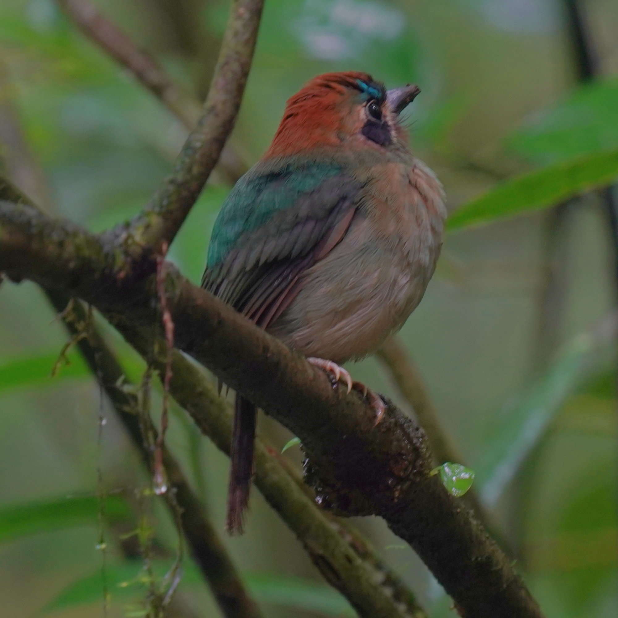 Tody Motmot (Hylomanes momotula), photo 8